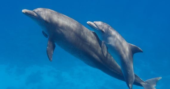 bottlenose dolphins with its babies playful time