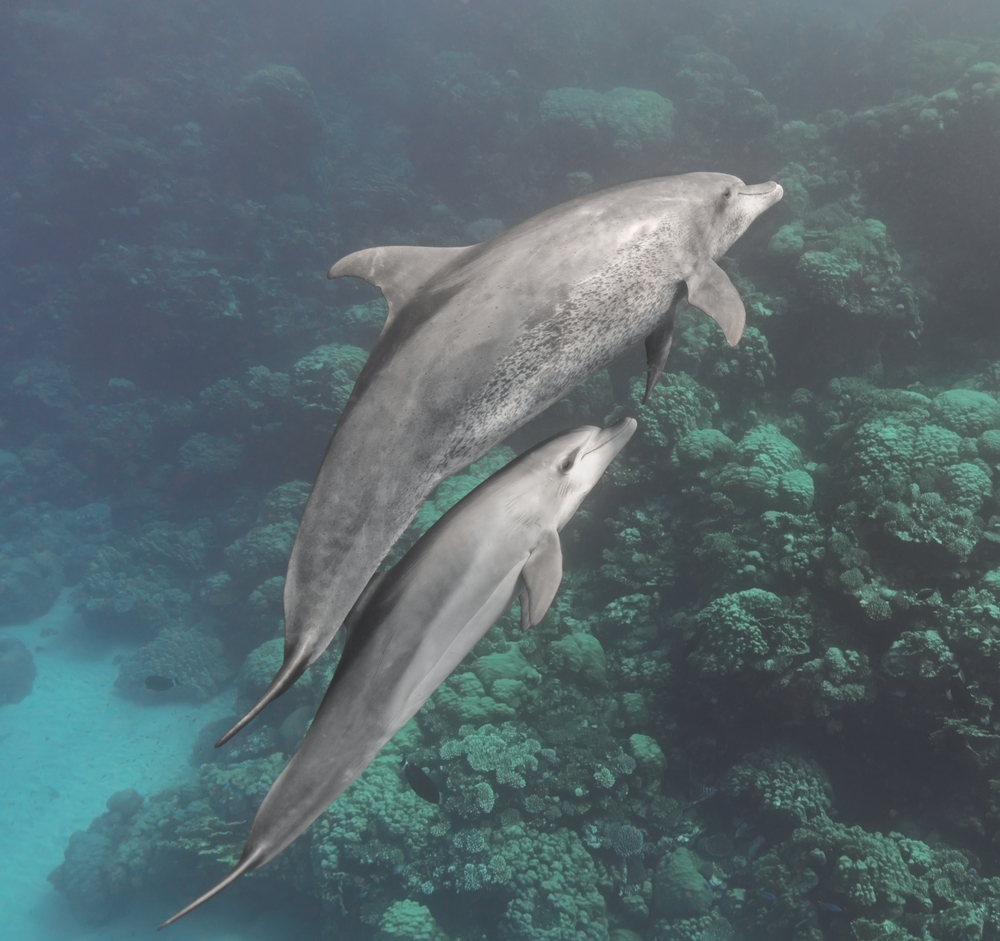 bottlenose dolphin mother and calf