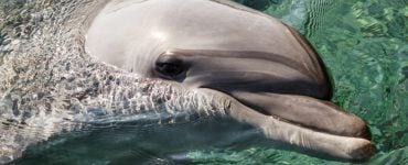 Bottlenose Dolphin swims above surface