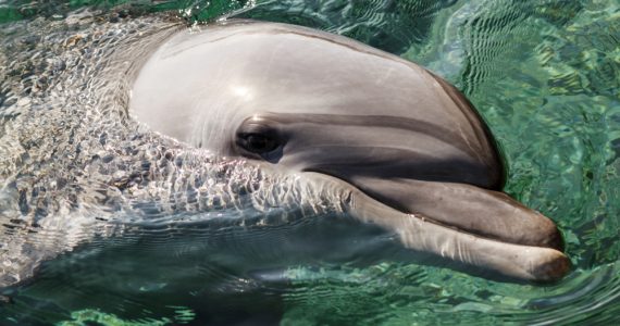 Bottlenose Dolphin swims above surface