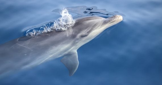 Bottlenose Dolphin breathes through blowhole