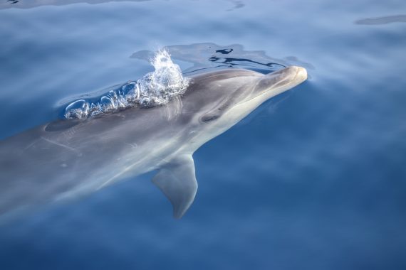 How Fast Can a Dolphin Swim?