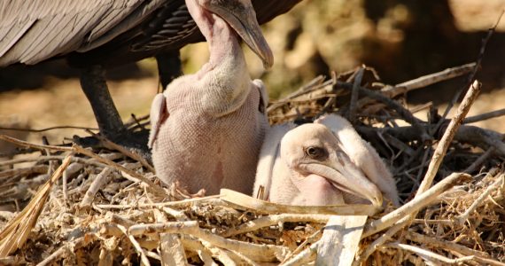 Brown Pelican Chicks in Nest
