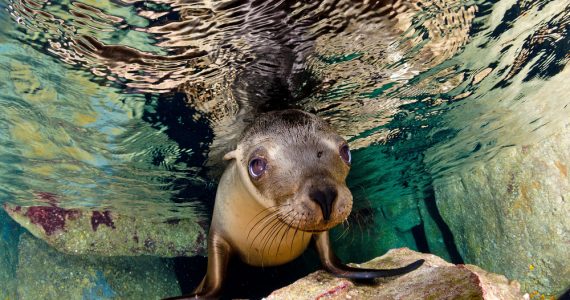 California Sea Lion Swims