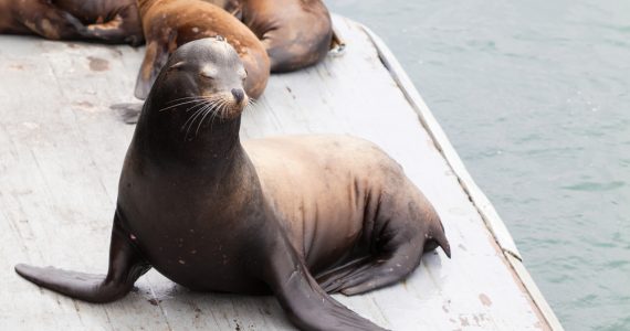 California Sea Lion on Dock