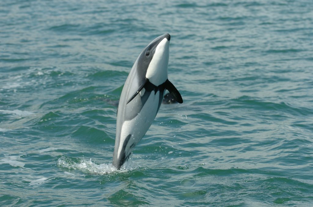endangered dolphin species