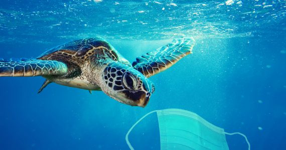 removing trash help save sea turtles