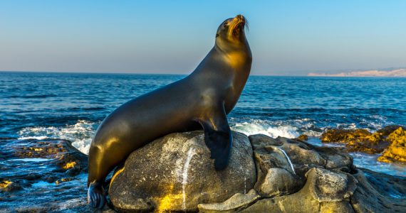 Sea Lion Sun Bathes on Rock