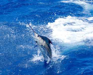 atlantic blue marlin makaira nigricans at atlantic ocean