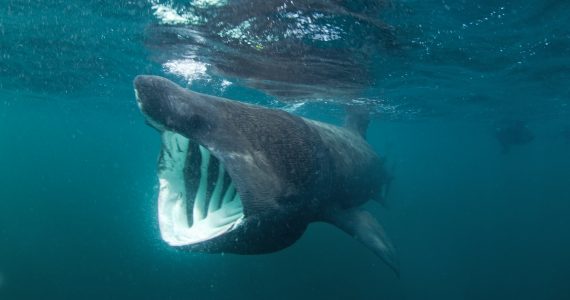 do basking sharks have teeth