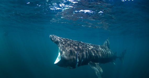 basking shark with open mouth