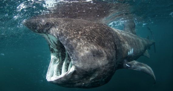 are basking sharks dangerous?
