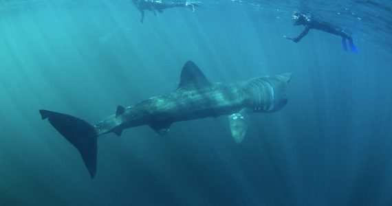 can basking sharks eat humans
