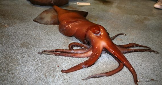 largest humboldt squid in existence
