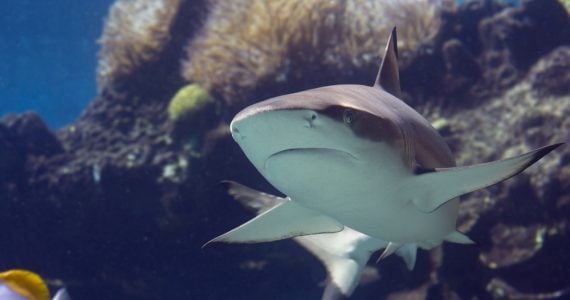blacktip shark dangerous while swimming underwater