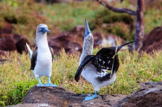 Blue Footed Booby Fact And Information Guide American Oceans 
