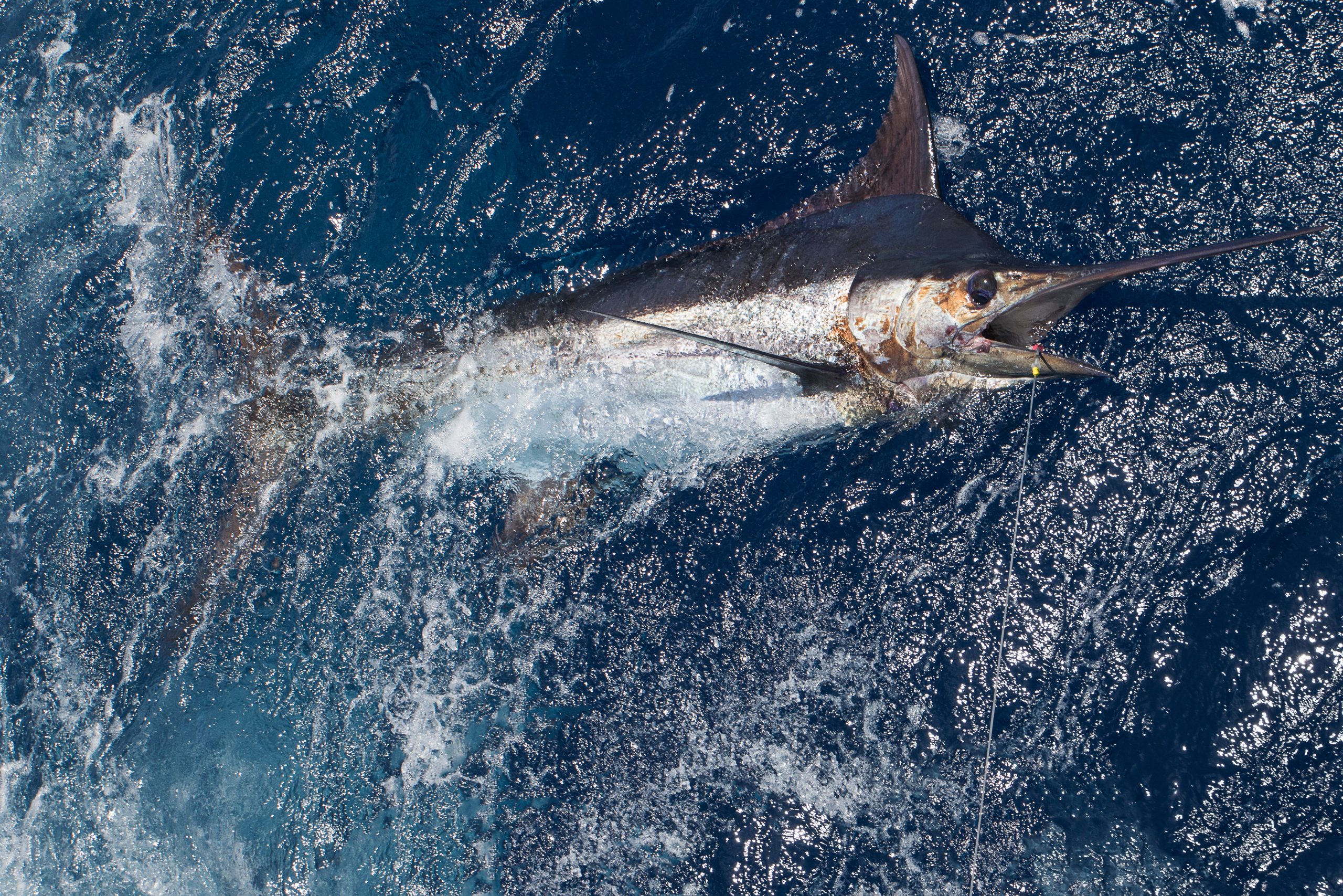 Atlantic Blue Marlin Facts Habitat Diet Conservation More