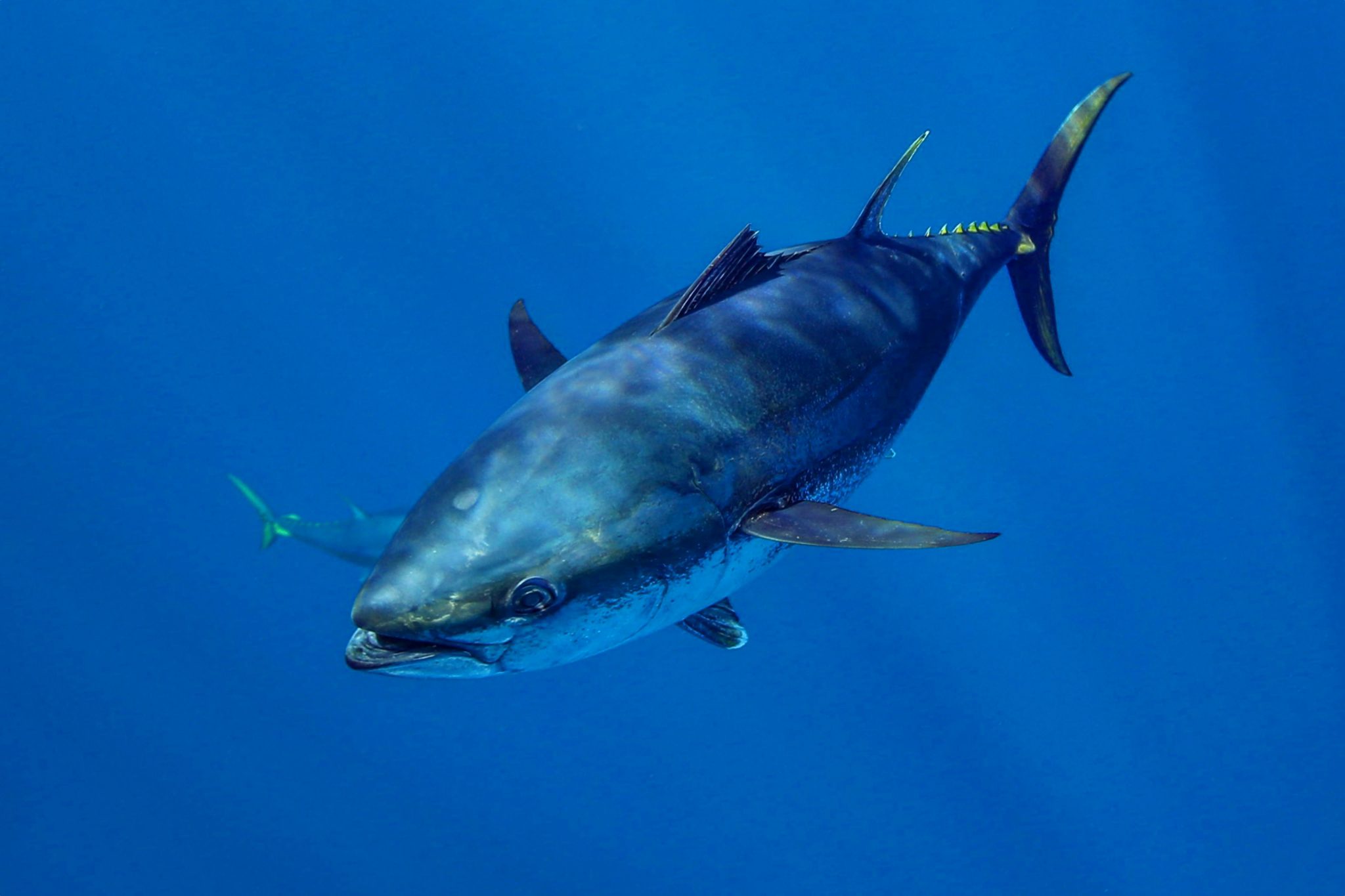 Atlantic Bluefin Tuna Season Dates MTTVU Atlantic Bluefin Tuna Season Dates MTTVU