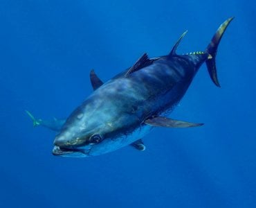 atlantic bluefin tuna