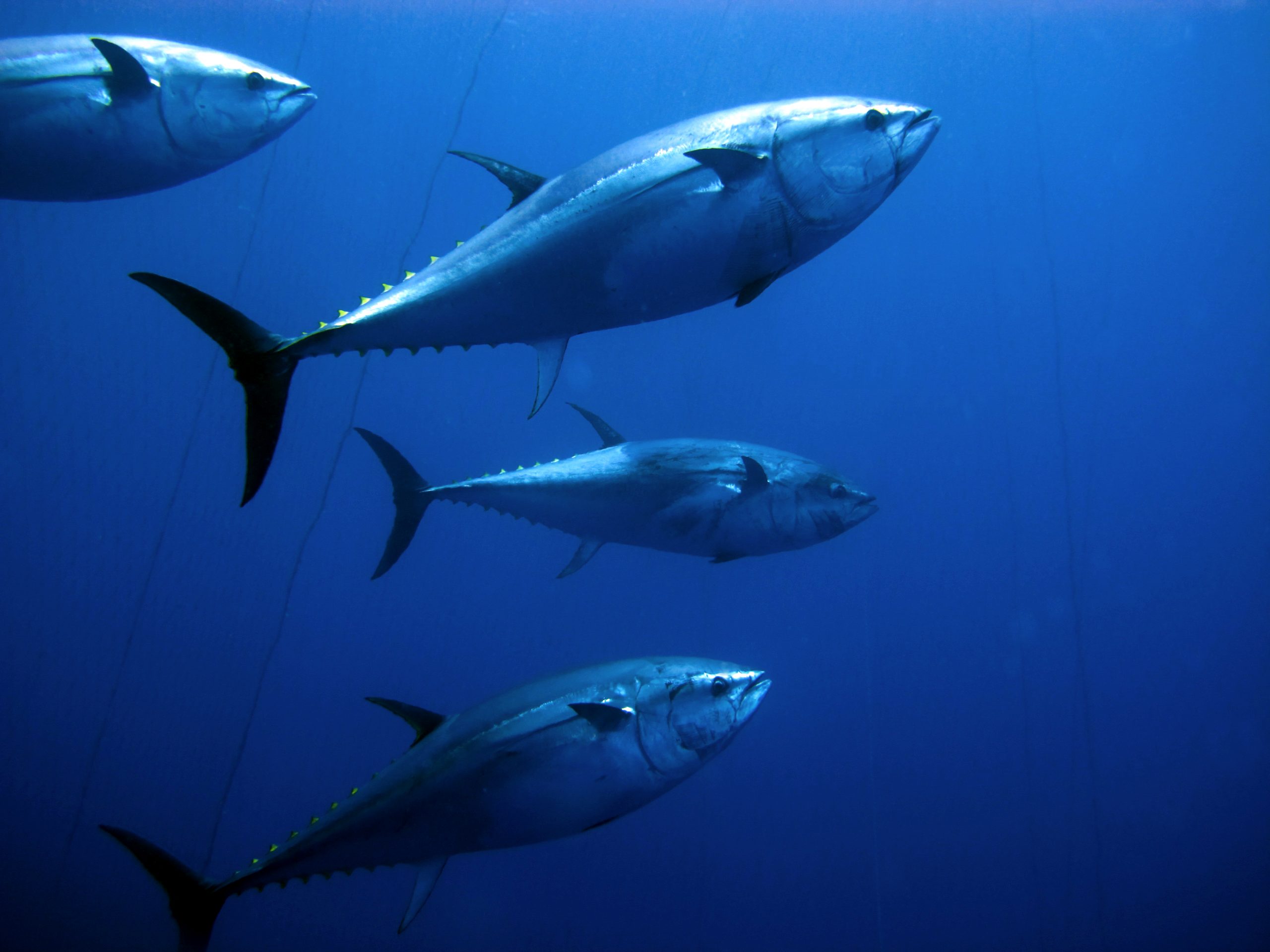 Atlantic Bluefin Tuna Habitat Atlantic Bluefin Tuna Habitat
