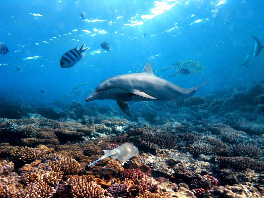 common bottlenose dolphin habitat in pacific oceans