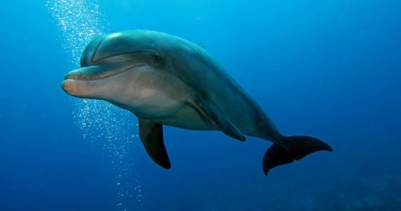 bottlenose dolphins are carnivorous type of marine animals
