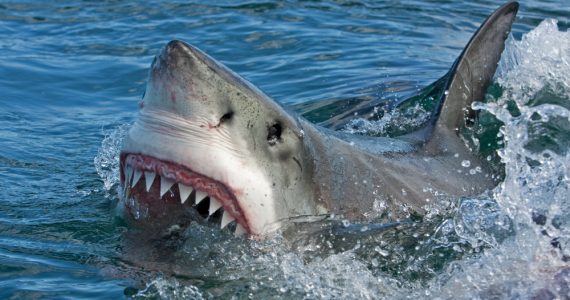 great white shark with mouth open