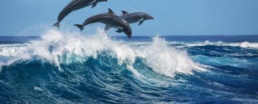 endangered dolphin species