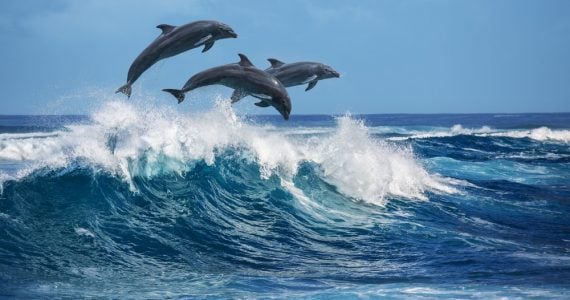 endangered dolphin species