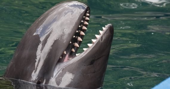 false killer whales misleaded as dangerous species