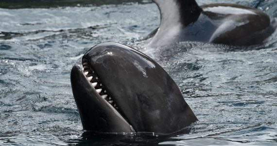 false killer whales