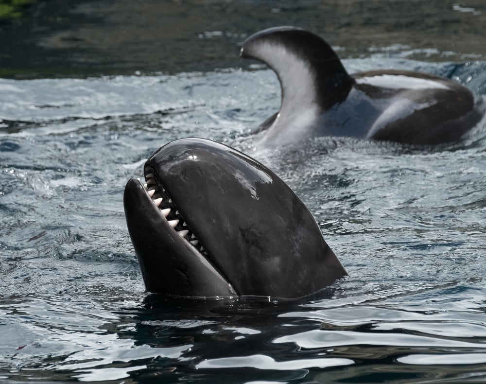 false killer whale beaching