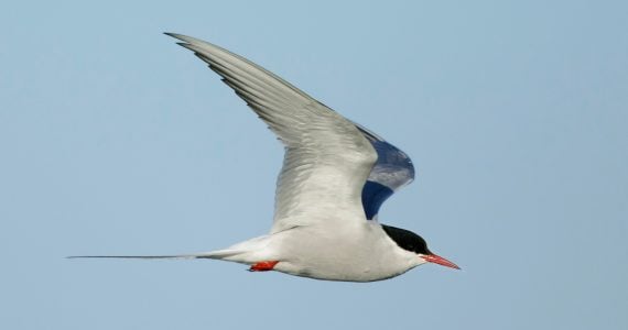 how fast arctic tern