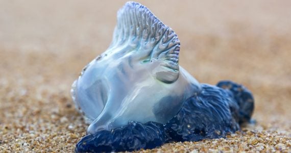 portuguese man o' war capable to kill human