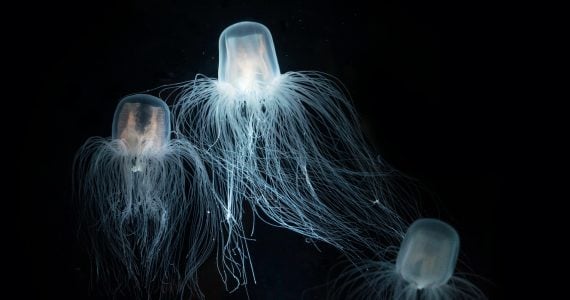 deadliest sea wasp jellyfish in ocean
