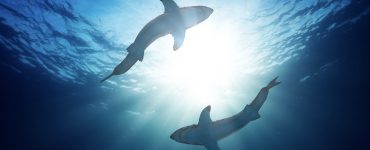 sharks circling in sun climate change