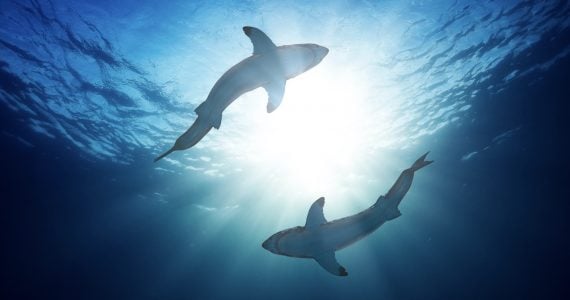 sharks circling in sun climate change