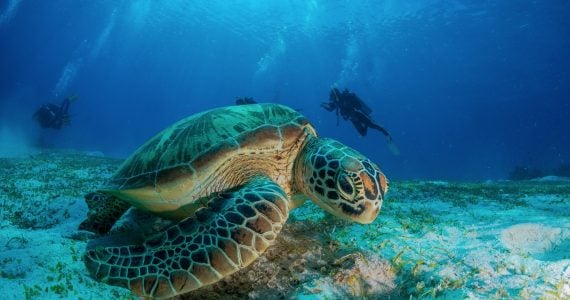 hawksbill sea turtle done hiding to protect itself