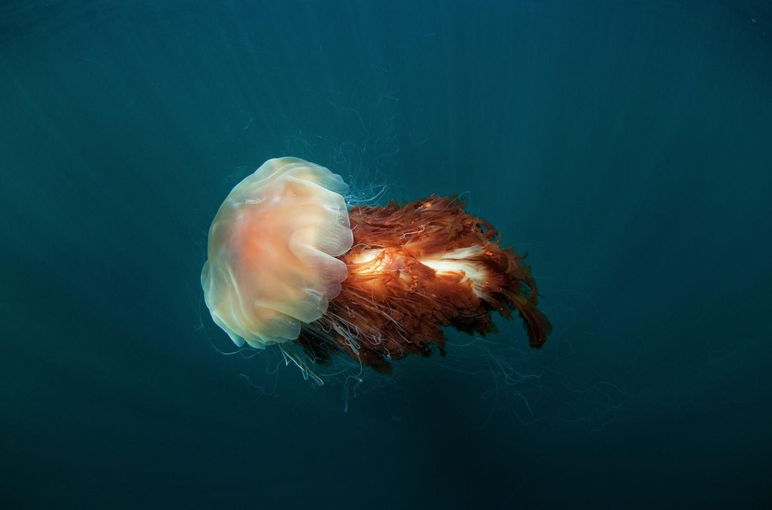 Are Lion's Mane Jellyfish Dangerous?