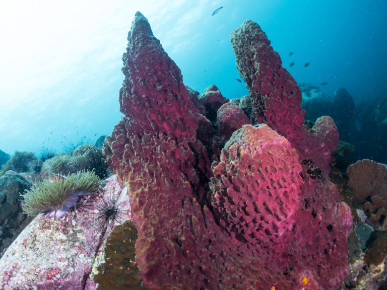 Giant Barrel Sponge Facts Habitat Diet Conservation More giant-barrel-sponge-facts-habitat-diet-conservation-more
