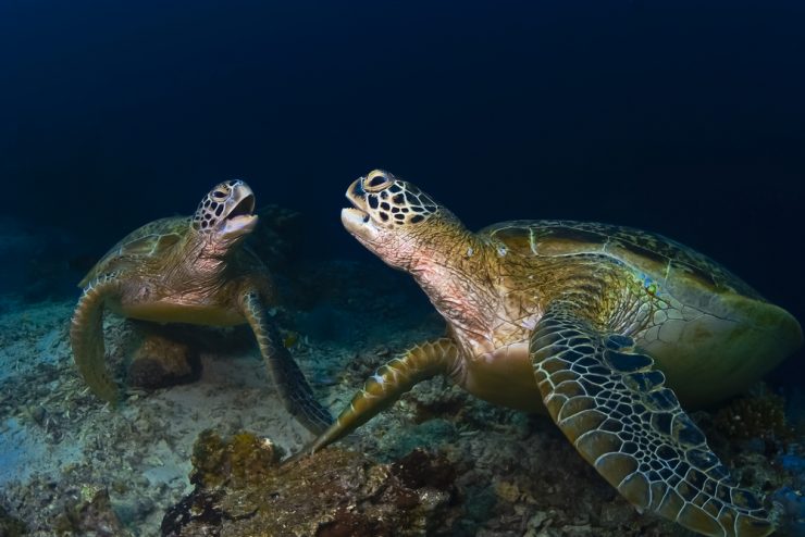Why Are Turtles Important for Ecosystems?