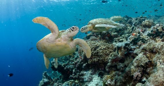 green sea turtles bite to be left alone