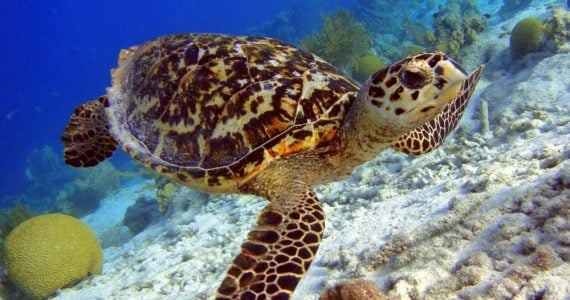 endangered hawksbill turtles left swimming underwater
