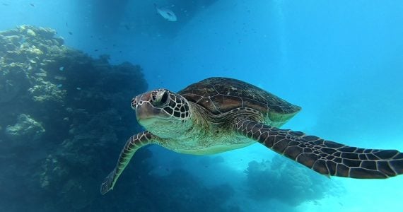 hawksbill turtle critical status
