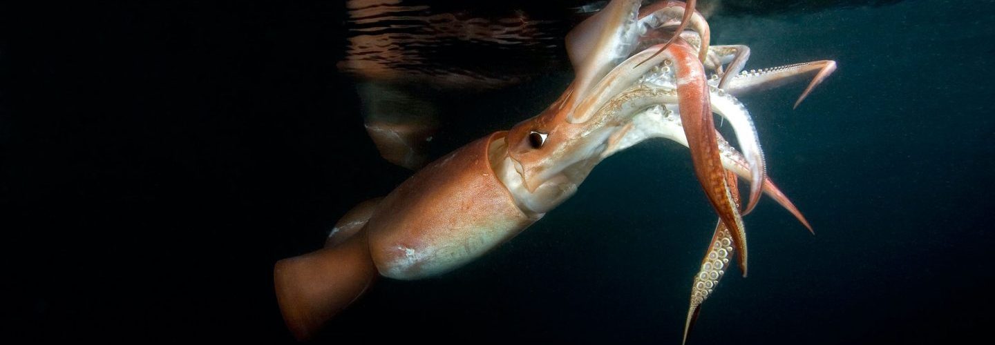 humboldt squid