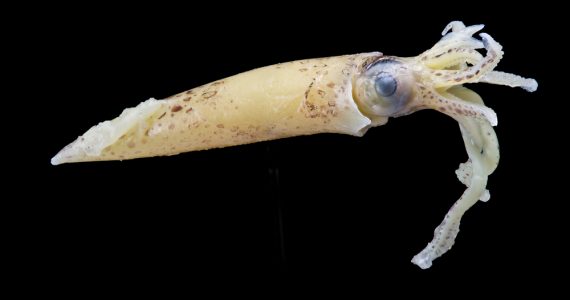 humboldt squid in the dark