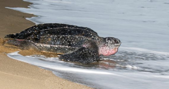 leatherback turtle