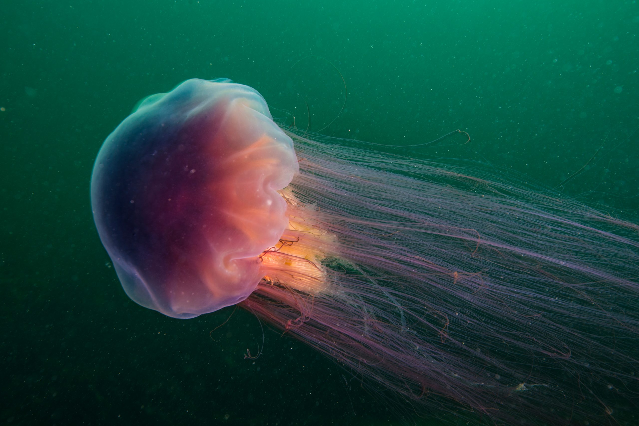 Lion s Mane Jellyfish American Oceans Lion s Mane Jellyfish American Oceans