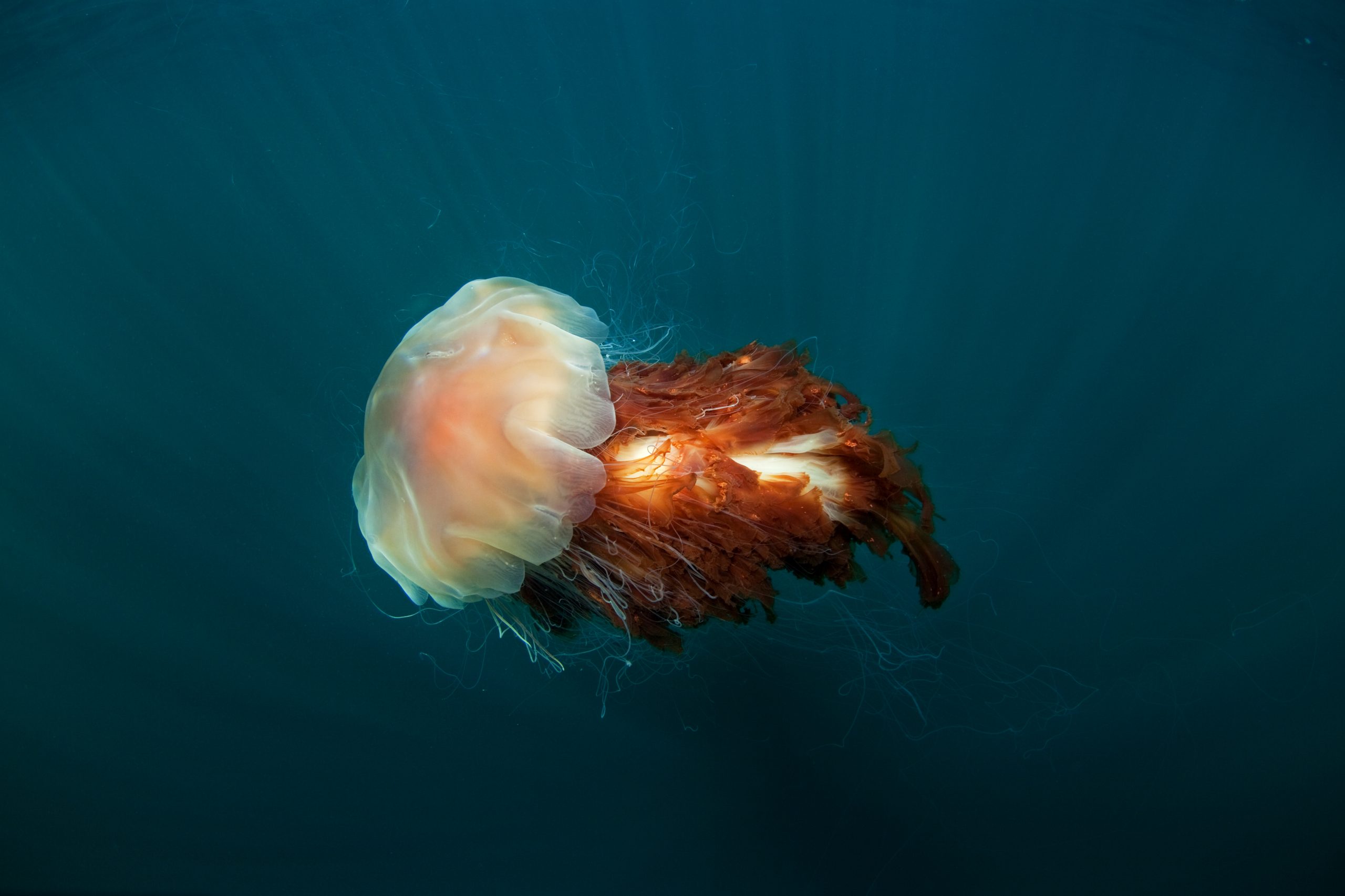 Lions Mane Jellyfish The Lion s Mane Jellyfish ocean jellyfish Lions Mane Jellyfish The Lion s Mane Jellyfish ocean jellyfish