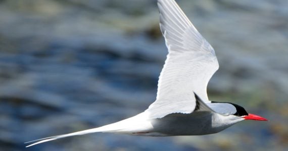 migrating distance of arctic tern